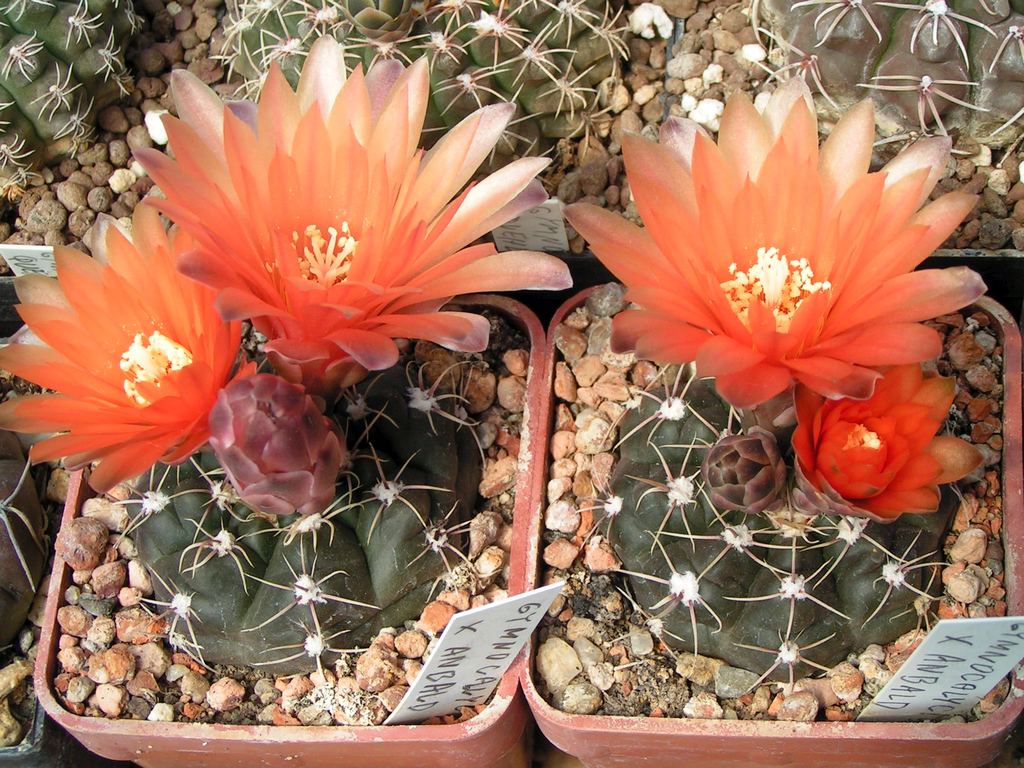 Gymnocalycium x anbald